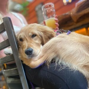 Meet your Posher, Phoebe